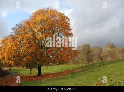 Autumn landscapes, great British countryside. Autumn parks Britain and Scotland. Autumn tree in the park. Autumn leaves lying on the ground.