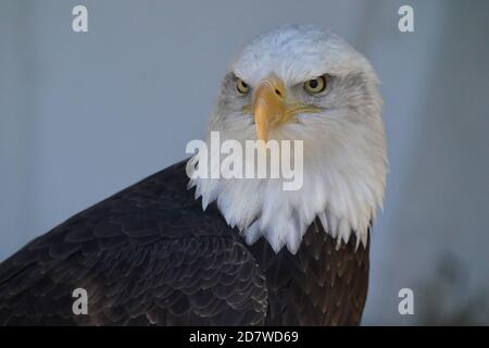 Bald Eagle Closeup Stock Photo