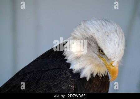 Bald Eagle Closeup Stock Photo