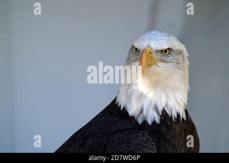 Bald Eagle Closeup Stock Photo