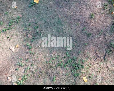 Sun burnt grass. Stalks of dry grass in extreme hot summer. Dryness dissaster. Stock Photo