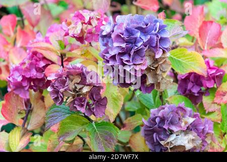 Mophead hydrangeas in autumn - UK Stock Photo
