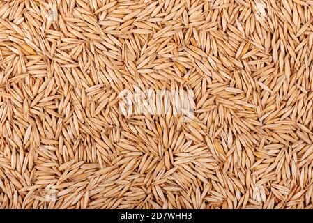 Unpeeled oat grains, background. Organic dry oat seeds. Stock Photo
