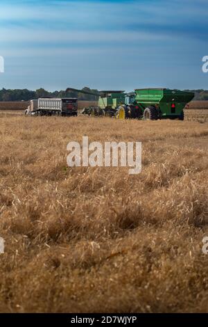Lebanon, IL--Oct 17, 2020; green tractor, hopper and tractor loading harvested dry corn from fields in autumn in the midwest United States Stock Photo