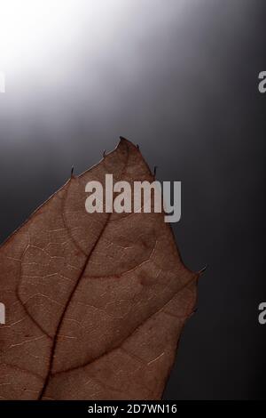 Leaf Detail on Gradient Background (spooky) Stock Photo