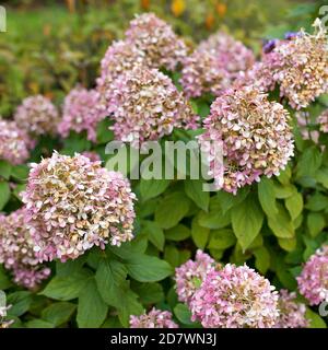 the dried burgundy hydrangea in the garden. Square frame. Stock Photo