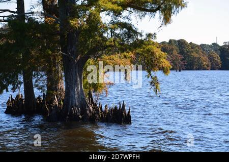 Close up of the base of bald cypress trees in the Albemarle Sound off of Edenton North Carolina. Stock Photo