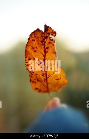 Old brown spotted leaf on the background of the blurred window. Stock Photo
