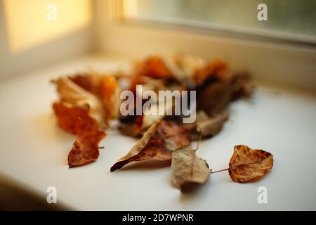 Old brown spotted leaves on the white windowsill. Stock Photo