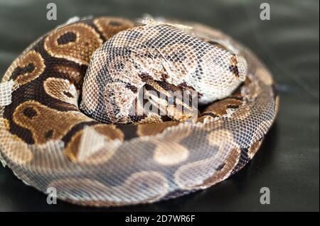 Ball python in the process of shedding skin, curled up on a black leather surface. Stock Photo