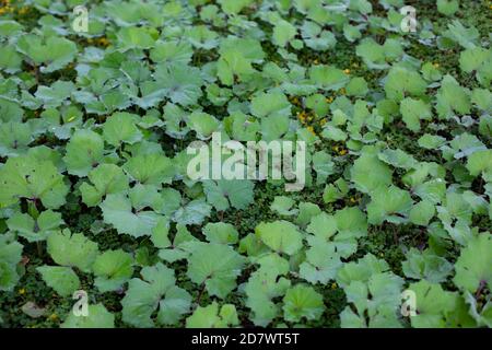 Tussilago farfara, commonly known as coltsfoot, is a large green leaf without flowers that covers the ground. Natural plant background Stock Photo