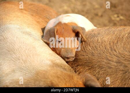 Rotbuntes Husumer Schwein, Ferkel. Red-colored Husum pig, piglet. Stock Photo
