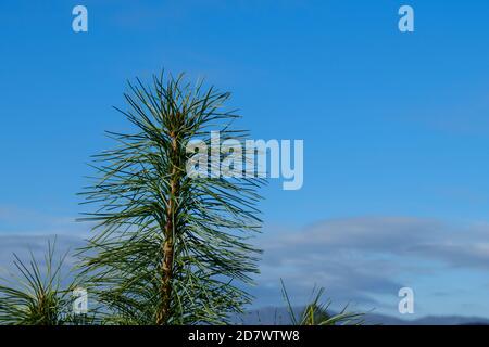 Cedar top with long green needles against the blue sky Stock Photo