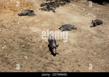 Cute black wild pigs lying in the swamp. Photo of wild nature. Stock Photo