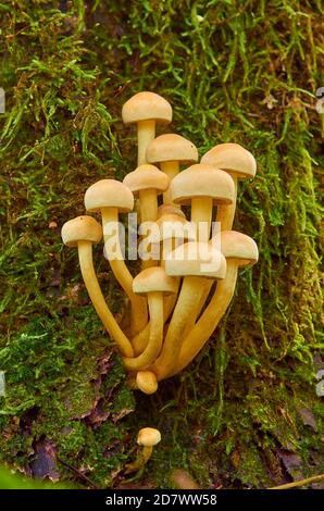 Yellow mushrooms with hats grow on a stump covered with moss Stock Photo