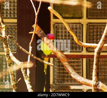 Image from a plum headed parakeet, Psittacula cyanocephala, is a parakeet in the family Psittacidae Stock Photo