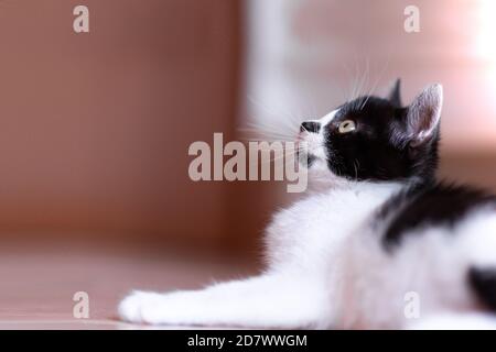 profile of a tiny black and white kitty lying on the floor Stock Photo