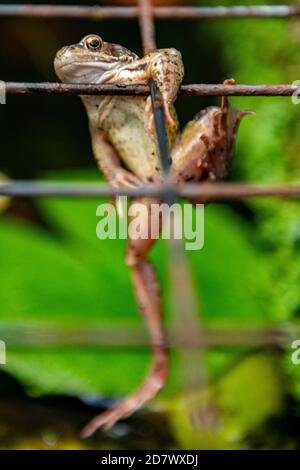 A frog hangs on to a metal grid with grim detrmination Stock Photo