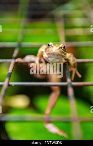 A frog hangs on to a metal grid with grim detrmination Stock Photo