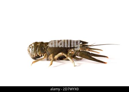 Crayfish live isolated on a white background. Raw crawfish. Fresh seafood snack. Stock Photo