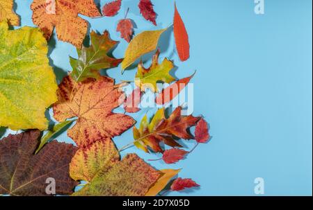 Golden autumn leaves on a blue background Stock Photo