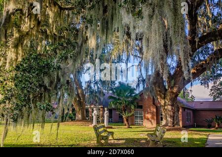 Spanish moss drapes over statues of saints at St. Augustine’s Seminary, Oct. 24, 2020, in Bay Saint Louis, Mississippi. Stock Photo