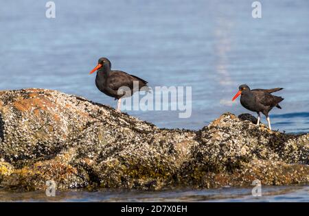 Black oyster catchers '  Haematopus bachmani '  foraging on coastal rocks. Stock Photo