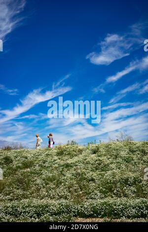 Three people walking above a bank of flowers in summer in England, UK. Summer blue skies with high altitude white clouds. Stock Photo