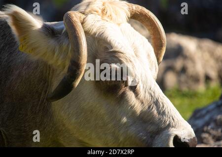 Head of a white cow with black spots and long angled round horns looking straight , surrounded by grass. Found while hiking in a forest Stock Photo