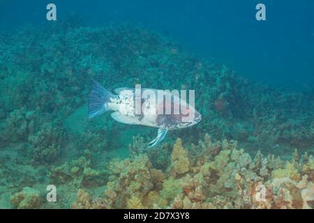 The terminal male Hawaiian hogfish, Bodianus albotaeniatus, is not often seen by divers as it moves into deeper water as it matures. This fish is ende Stock Photo