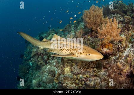 A member of the small group of sharks that can rest for short periods without moving, this leopard shark also known as zebra shark and variegated shar Stock Photo