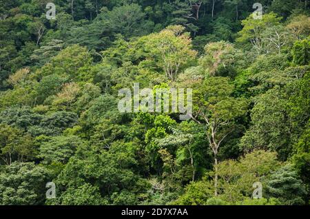 Forest canopy in Altos de Campana National Park Stock Photo