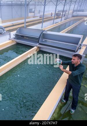 Neustadt Glewe, Germany. 20th Oct, 2020. Biologist Jörg Ullmann examines a water sample with spirulina blue-green algae at one of the algae farm's water tanks. In one of the largest algae farms in Europe, algae for the food industry are cultivated in tropically warm water basins with a combined capacity of 600,000 litres. The Dr. Eberhard Bioenergie GmbH & Co. KG is preparing the step from pilot to industrial production of algae in the former greenhouses. Credit: Jens Büttner/dpa-Zentralbild/dpa/Alamy Live News Stock Photo