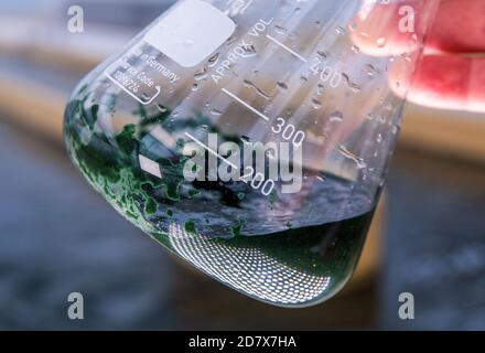 Neustadt Glewe, Germany. 20th Oct, 2020. Water with spirulina blue algae can be seen at one of the water basins in a glass vessel during the harvest. In one of the largest algae farms in Europe, algae for the food industry are cultivated in tropically warm water basins with a combined capacity of 600,000 litres. The Dr. Eberhard Bioenergie GmbH & Co. KG is preparing the step from pilot to industrial production of algae in the former greenhouses. Credit: Jens Büttner/dpa-Zentralbild/dpa/Alamy Live News Stock Photo