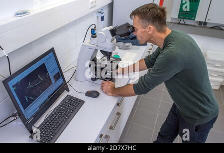 Neustadt Glewe, Germany. 20th Oct, 2020. Biologist Jörg Ullmann examines the growth of the blue-green algae Spirulina under the microscope. In one of the largest algae farms in Europe, algae for the food industry are cultivated in tropically warm water basins with a combined capacity of 600,000 litres. The Dr. Eberhard Bioenergie GmbH & Co. KG is preparing the step from pilot to industrial production of algae in the former greenhouses. Credit: Jens Büttner/dpa-Zentralbild/dpa/Alamy Live News Stock Photo