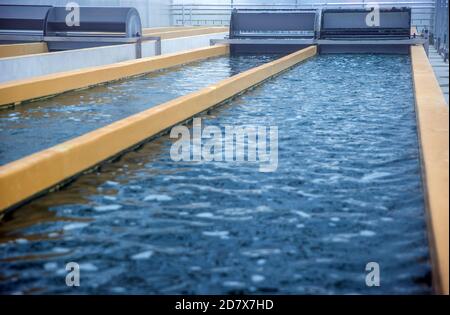 Neustadt Glewe, Germany. 20th Oct, 2020. The spirulina blue algae are cultivated in one of the hundred metre long basins with constant movement of the water. In one of the largest algae farms in Europe, algae for the food industry are cultivated in tropically warm water basins with a total capacity of 600,000 litres. The Dr. Eberhard Bioenergie GmbH & Co. KG is preparing the step from pilot to industrial production of algae in the former greenhouses. Credit: Jens Büttner/dpa-Zentralbild/dpa/Alamy Live News Stock Photo