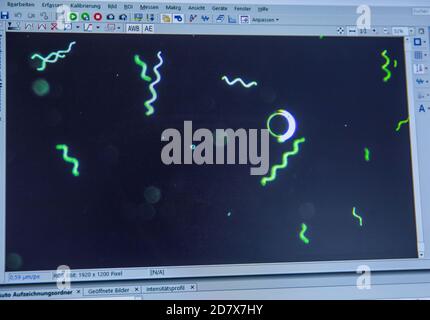 Neustadt Glewe, Germany. 20th Oct, 2020. Spirulina blue-green algae can be seen on a monitor under the microscope. In one of the largest algae farms in Europe, algae for the food industry are cultivated in tropically warm water basins with a combined capacity of 600,000 litres. The Dr. Eberhard Bioenergie GmbH & Co. KG is preparing the step from pilot to industrial production of algae in the former greenhouses. Credit: Jens Büttner/dpa-Zentralbild/dpa/Alamy Live News Stock Photo