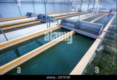 Neustadt Glewe, Germany. 20th Oct, 2020. Water with spirulina blue-green algae moves in one of the 100-meter-long water basins of the algae farm. (Photo with long exposure time) In one of the largest algae farms in Europe, algae for the food industry are cultivated in tropically warm water basins with a combined capacity of 600,000 litres. The Dr. Eberhard Bioenergie GmbH & Co. KG is preparing the step from pilot to industrial production of algae in the former greenhouses. Credit: Jens Büttner/dpa-Zentralbild/dpa/Alamy Live News Stock Photo