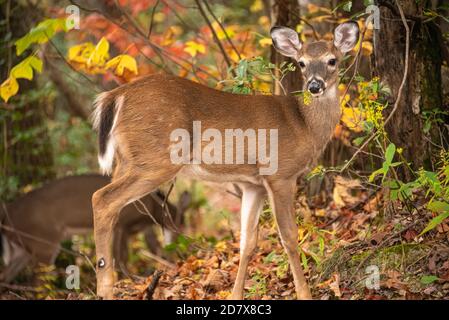 White-tailed deer (Odocoileus virginianus) amongst colorful fall foliage at Sapphire, North Carolina in the Western North Carolina Mountains. (USA) Stock Photo