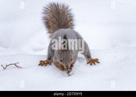 Squirrel hides nuts in the white snow. Eurasian red squirrel, Sciurus vulgaris Stock Photo
