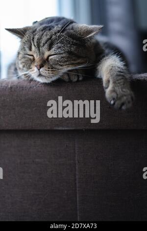 cat Cute little Cat sleeping on  sofa at my home cat perfect dream Stock Photo
