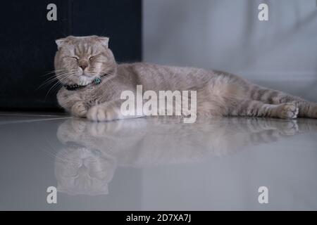 cat Cute little Cat sleeping on  sofa at my home cat perfect dream Stock Photo