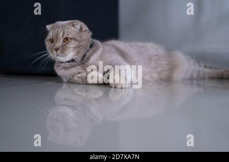 cat Cute little Cat sleeping on  sofa at my home cat perfect dream Stock Photo