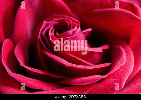 close up or macro photography, red rose petals still life Stock Photo