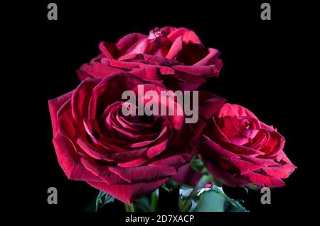 still life, three red roses light painting photography, in a dark background Stock Photo