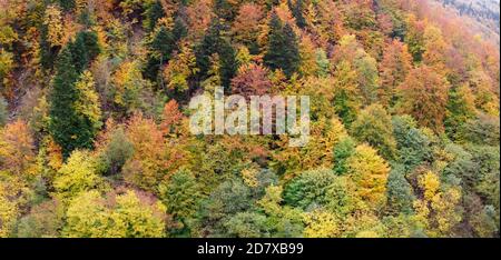 Top view on multicolored tree tops in the autumn forest in the mountains. Autumn panorama of yellowed leaves. Stock Photo