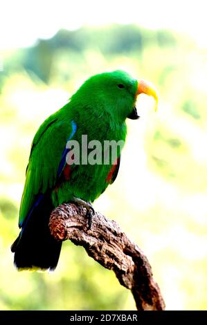 Australia, Victoria, Melbourne, Melbourne Zoo the great flight Aviary ...
