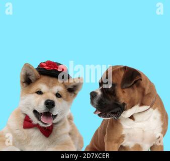 Akita Inu wearing hat and bowtie and curious Boxer looking at it on blue background Stock Photo