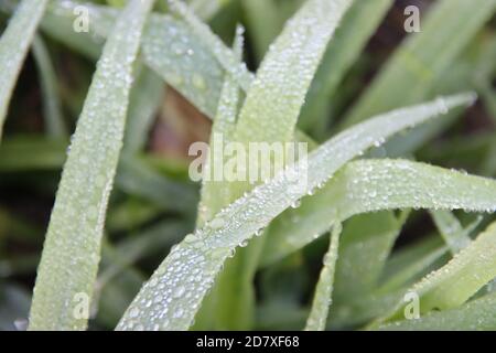 Drops of water on leaves and reed coming from the morning dew in Nieuwerkerk aan den Ijssel in the netherlands Stock Photo