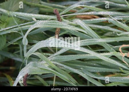 Drops of water on leaves and reed coming from the morning dew in Nieuwerkerk aan den Ijssel in the netherlands Stock Photo